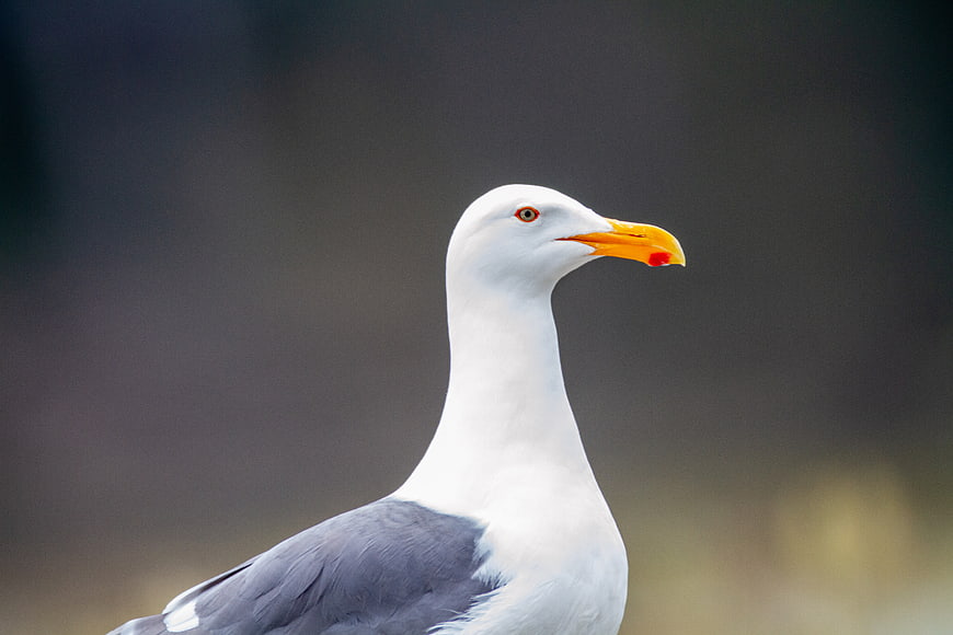Close-up portrait of a seagull with yellow beak