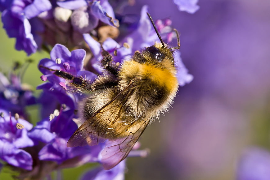 Close-up of a fuzzy bumblebee on purple flowers