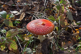 Red Fly Agaric Mushroom in Autumn Forest