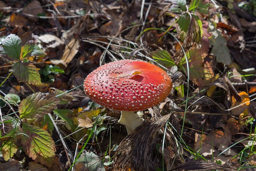 Red Fly Agaric Mushroom in Autumn Forest