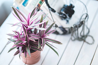 Pink and green variegated houseplant in copper pot