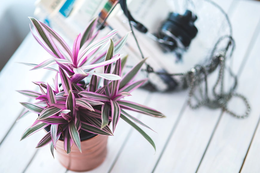 Pink and green variegated houseplant in copper pot