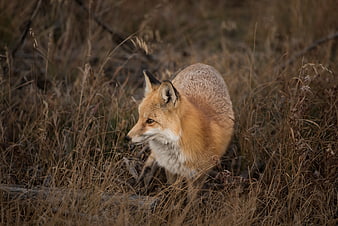 Red Fox in Dry Grassland Wildlife Portrait