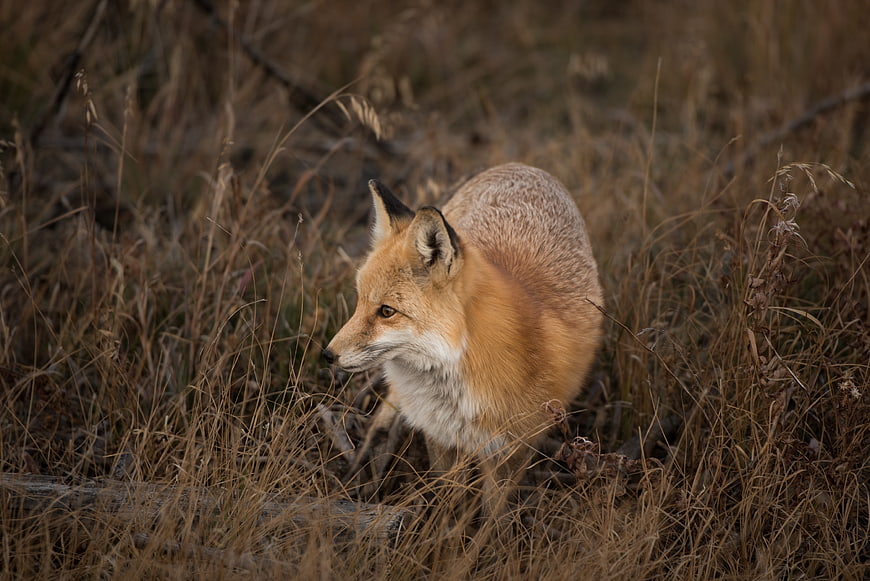 Red Fox in Dry Grassland Wildlife Portrait