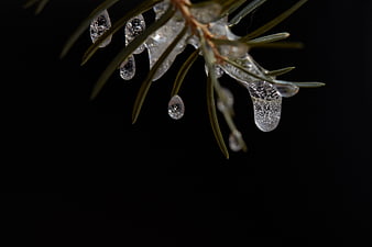 Frozen Pine Branch with Ice Droplets on Black Background