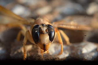 Macro Close-Up of a Wasp Face with Large Black Eyes