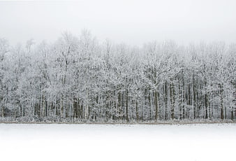 Serene Winter Forest Landscape with Snow-Covered Trees