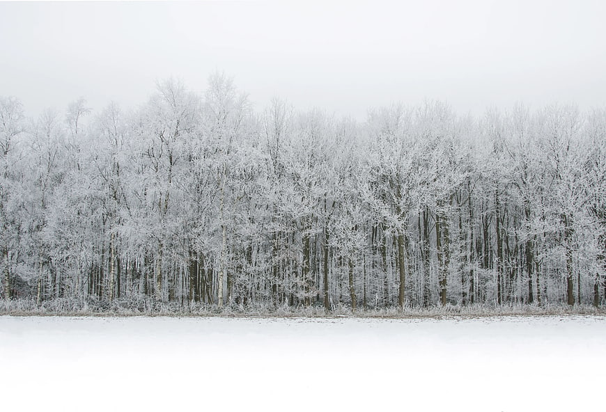 Serene Winter Forest Landscape with Snow-Covered Trees