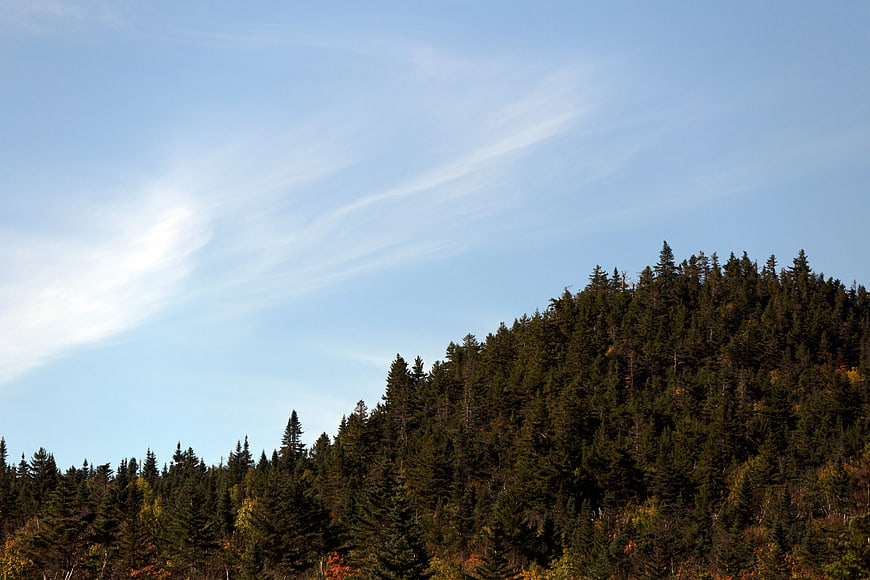 Dense evergreen forest on a hillside under a blue sky