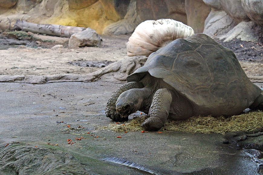 Giant tortoise eating hay and carrots in zoo enclosure