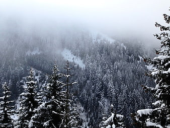 Snow-covered pine forest on a foggy winter mountain slope