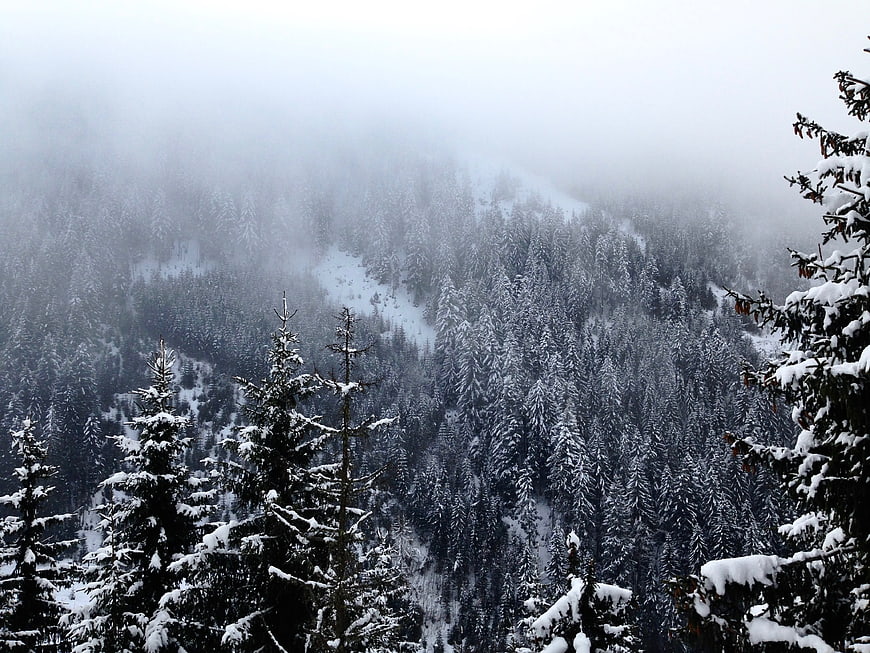 Snow-covered pine forest on a foggy winter mountain slope