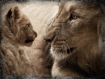 Emotional Portrait of Lioness and Cub in Sepia Tone
