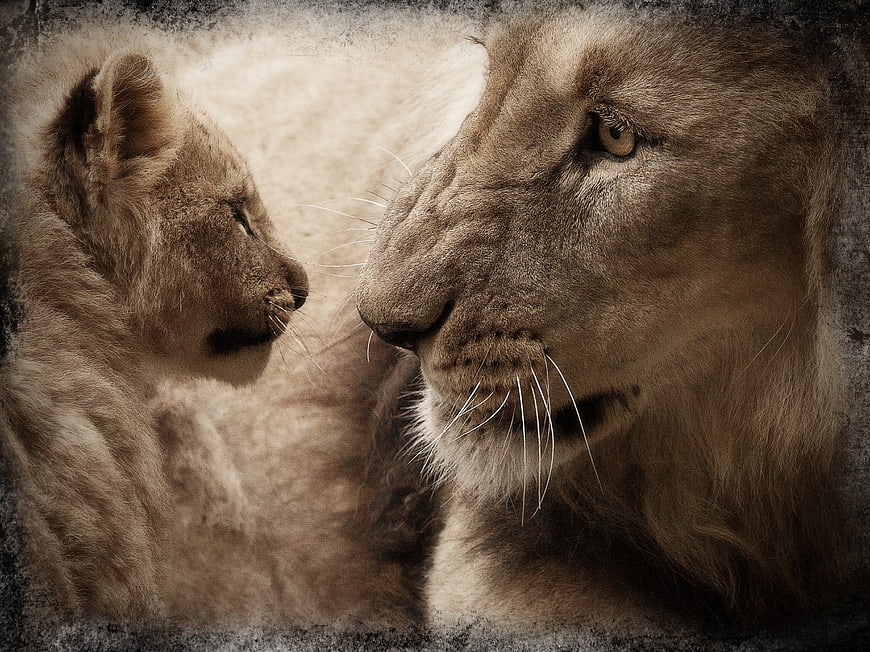 Emotional Portrait of Lioness and Cub in Sepia Tone