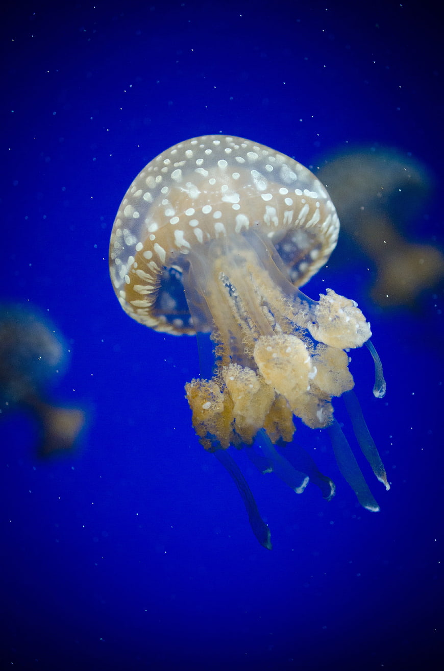 Spotted jellyfish swimming in deep blue ocean water
