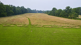 Grassy Hill Landscape with Forest and Path