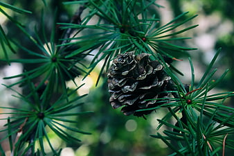 Close-up of a pine cone on a larch branch
