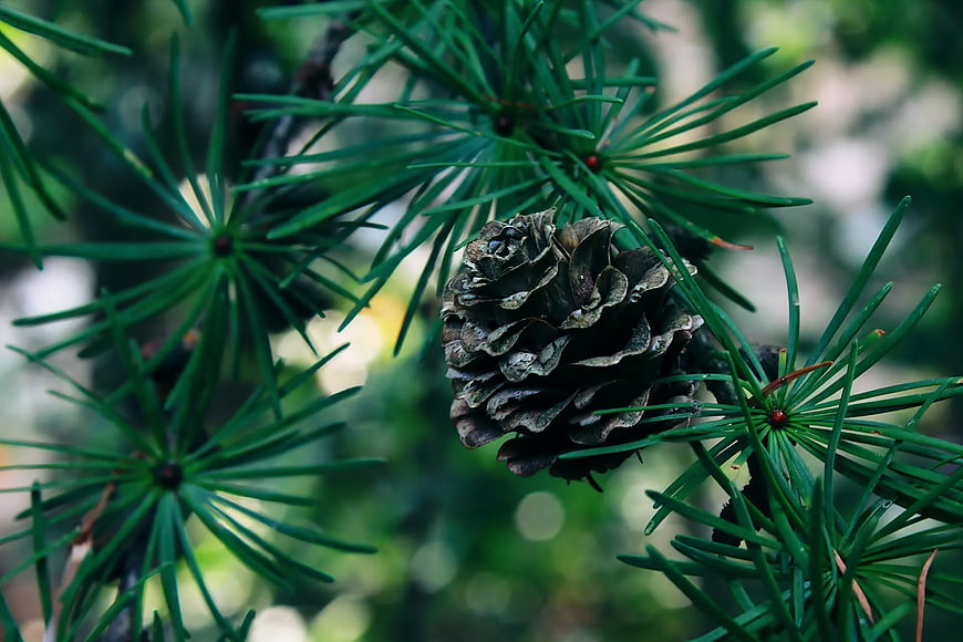 Close-up of a pine cone on a larch branch