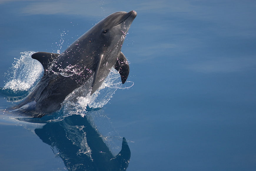 Bottlenose Dolphin Breaching Blue Ocean Water Surface