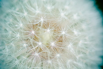 Macro Close-Up of Dandelion Seed Head with Soft Focus