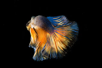 Vibrant Siamese Fighting Fish With Flowing Fins On Black Background