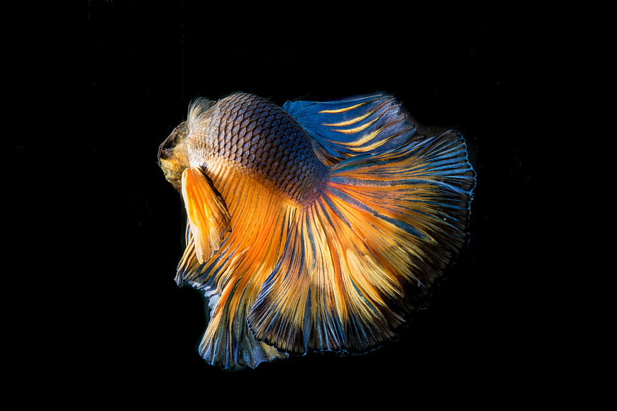Vibrant Siamese Fighting Fish With Flowing Fins On Black Background