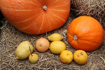 Pumpkins and citrus fruits on straw autumn harvest
