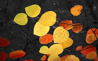 Vibrant yellow and orange autumn leaves on dark branches