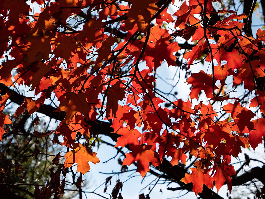 Vibrant Red Maple Leaves Against Blue Sky in Autumn