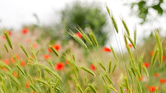 Green Wheat Ears and Red Poppies in Summer Field