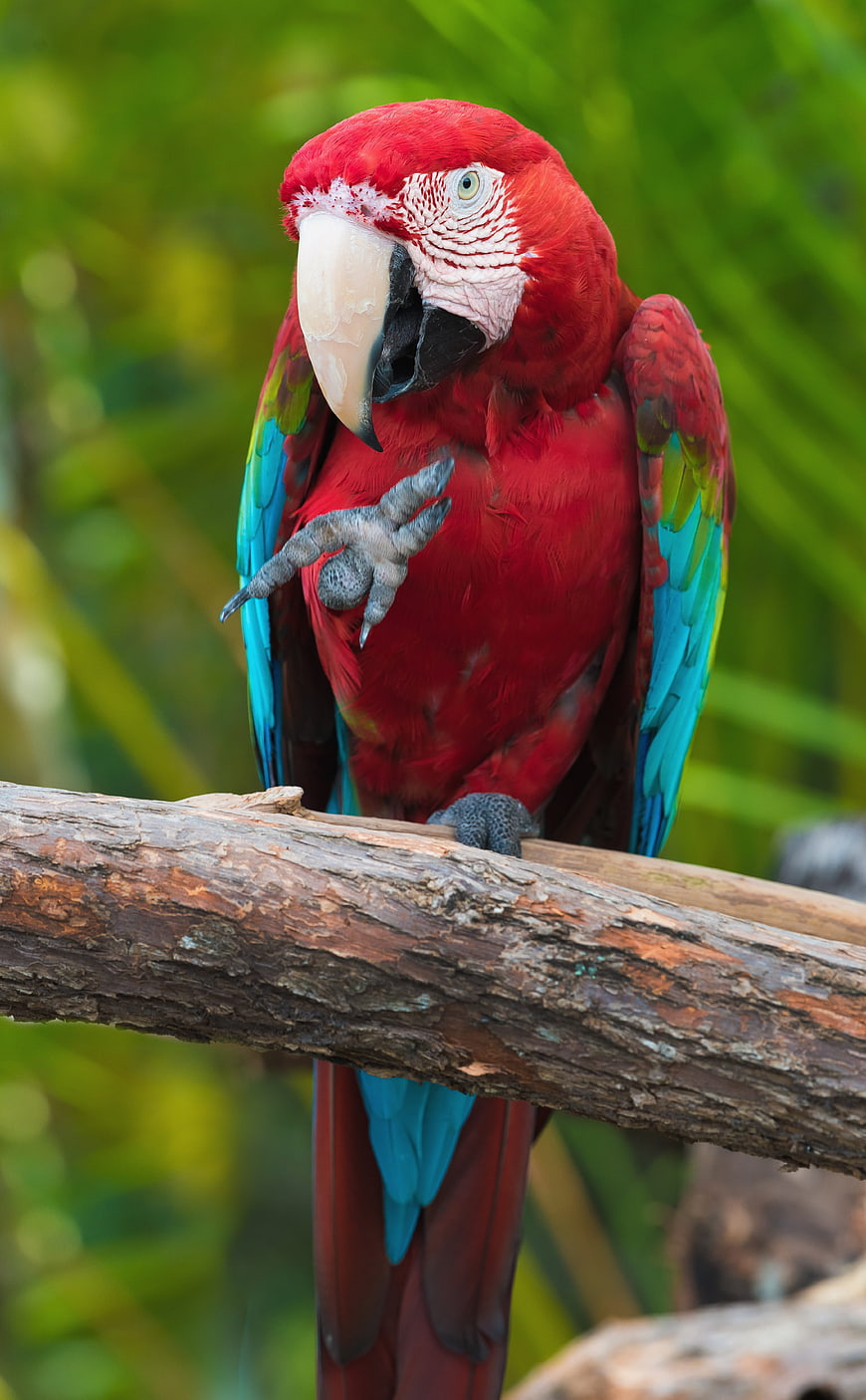Scarlet Macaw Parrot Perched on Branch