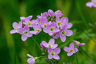Close-up of purple meadow foamwort flowers in green field