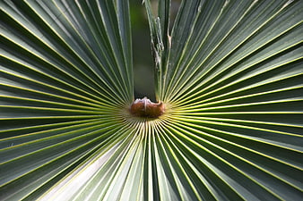 Close-up of a fan palm leaf with radial symmetry