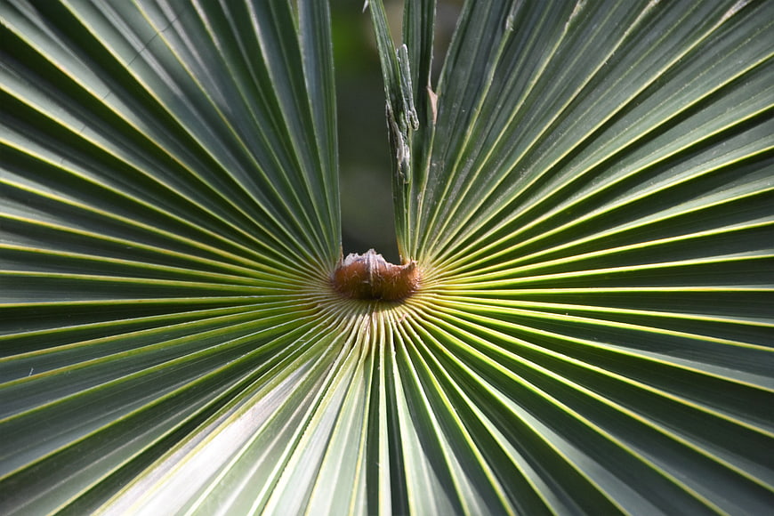 Close-up of a fan palm leaf with radial symmetry