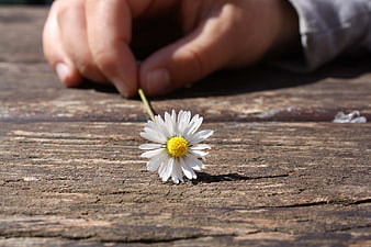 Hand Placing White Daisy on Weathered Wood