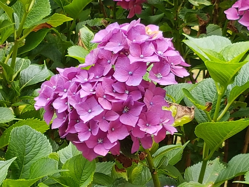 Vibrant Purple Hydrangea Bloom in Green Garden