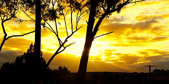 Golden Sunset Silhouette of Trees and Clouds