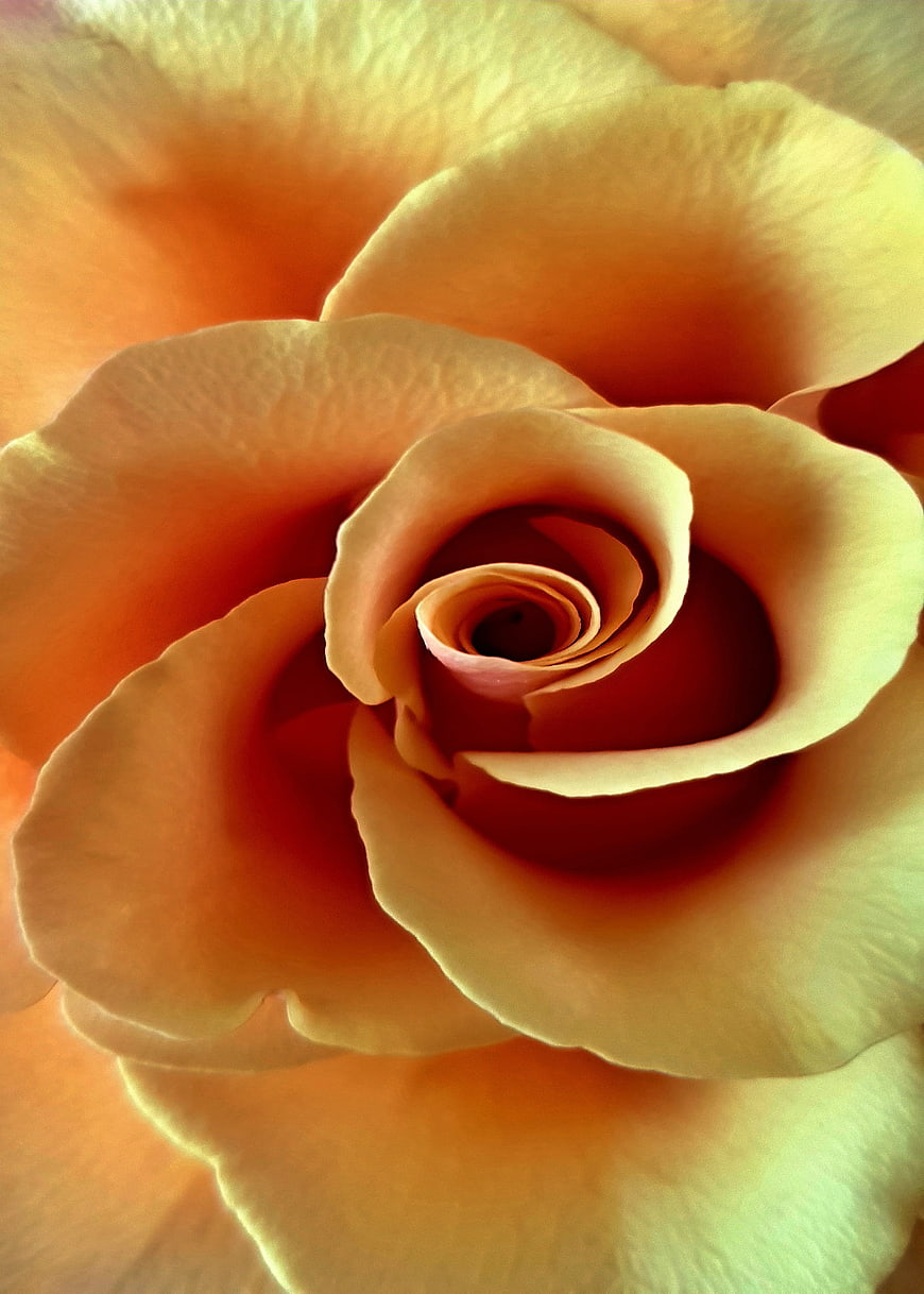 Close-up of a Peach Rose with Soft Petals