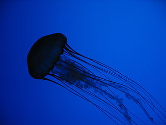 Silhouette of a jellyfish swimming in deep blue water