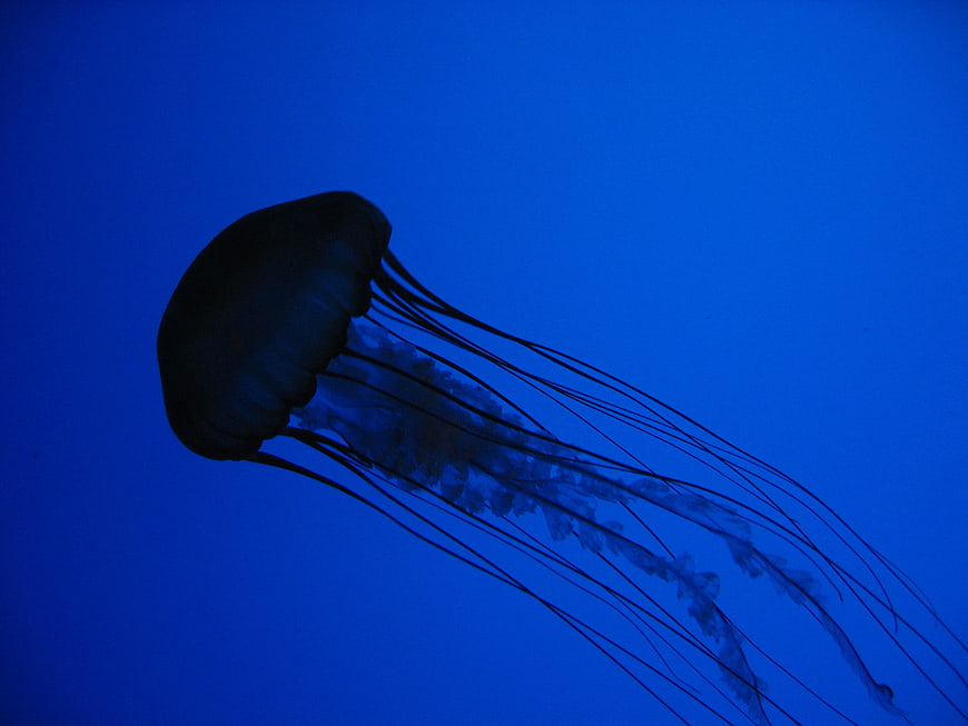 Silhouette of a jellyfish swimming in deep blue water