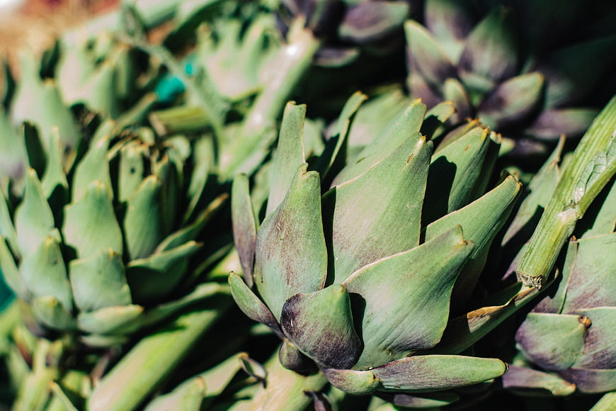 Close-up of fresh green artichokes in sunlight