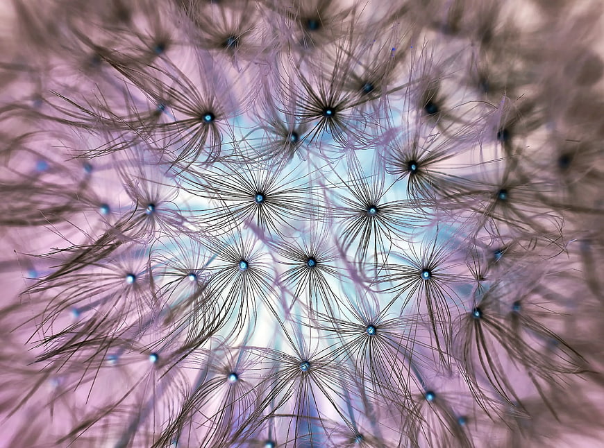 Macro Dandelion Seeds Against Blue Sky Background