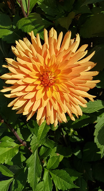 Vibrant Orange Dahlia Flower in Sunlight