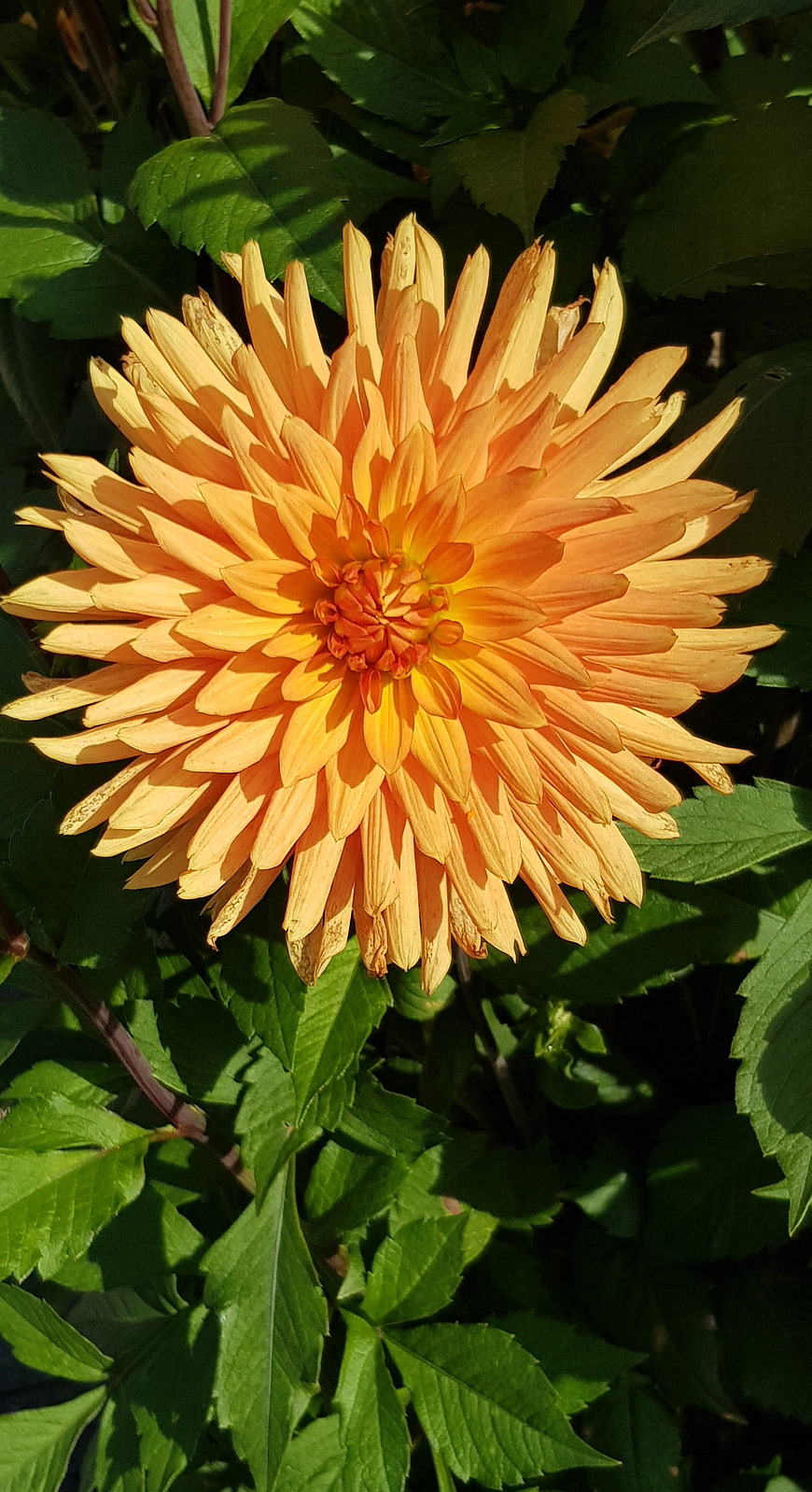 Vibrant Orange Dahlia Flower in Sunlight