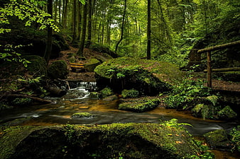 Serene Forest Stream with Mossy Rocks and Wooden Bridge