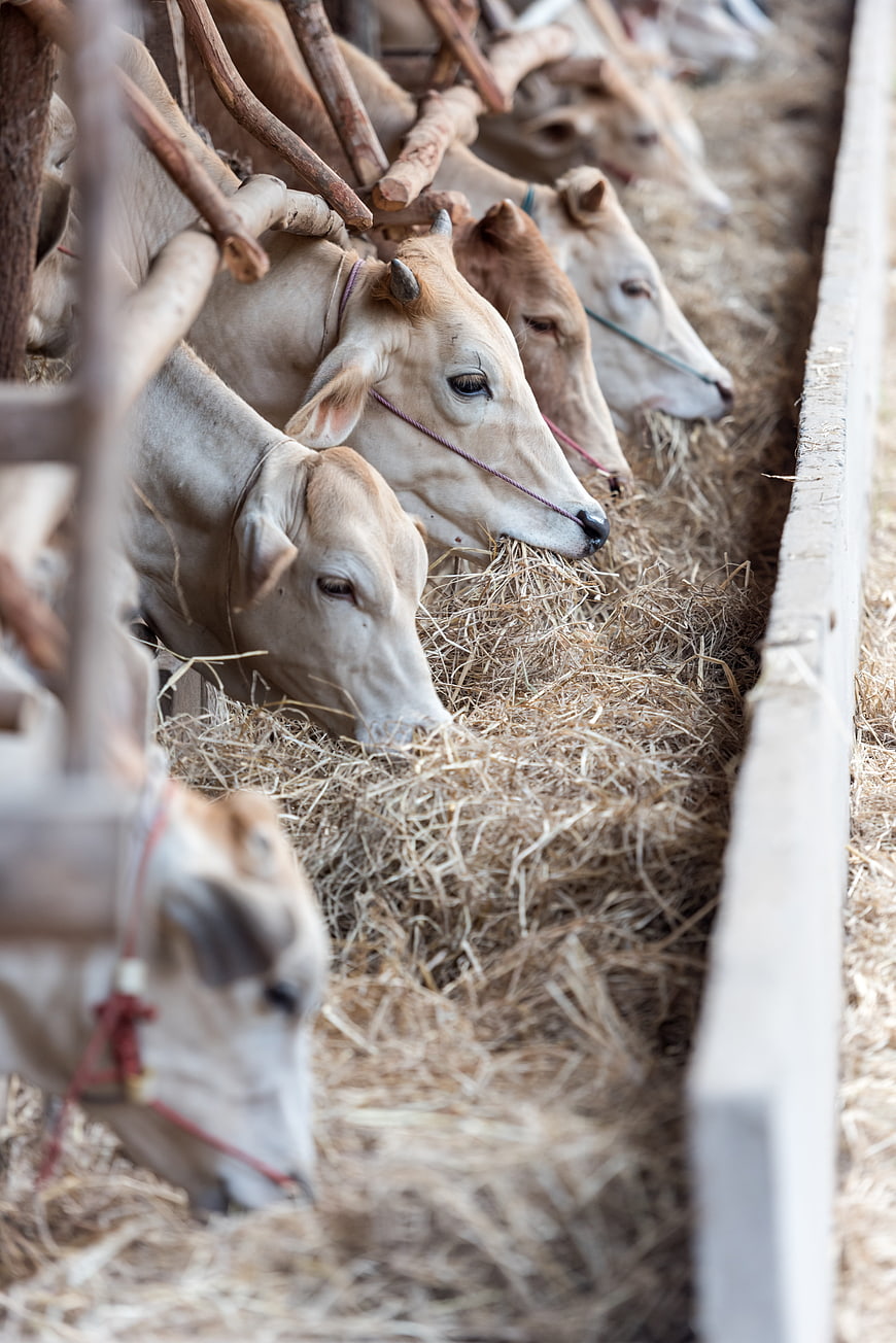 Cows Eating Hay in a Farm Feeding Trough