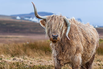 Highland Cow Portrait in Scottish Moorland
