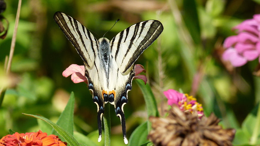 Close-up of a Swallowtail Butterfly on Pink Zinnia Flower