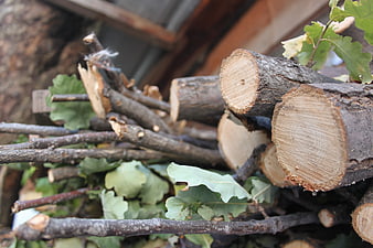 Pile of cut oak logs and branches with green leaves