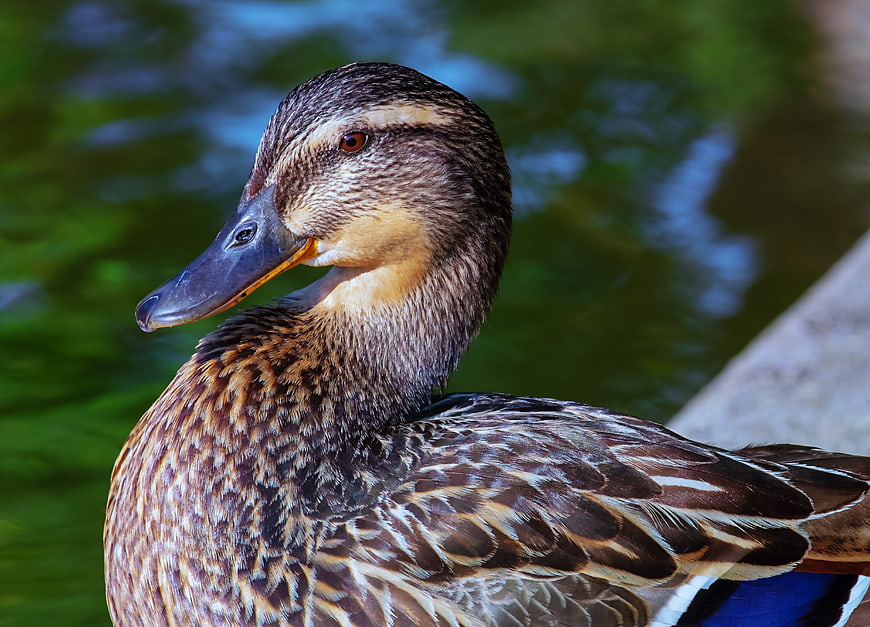 Close-up portrait of a mallard duck with detailed feathers